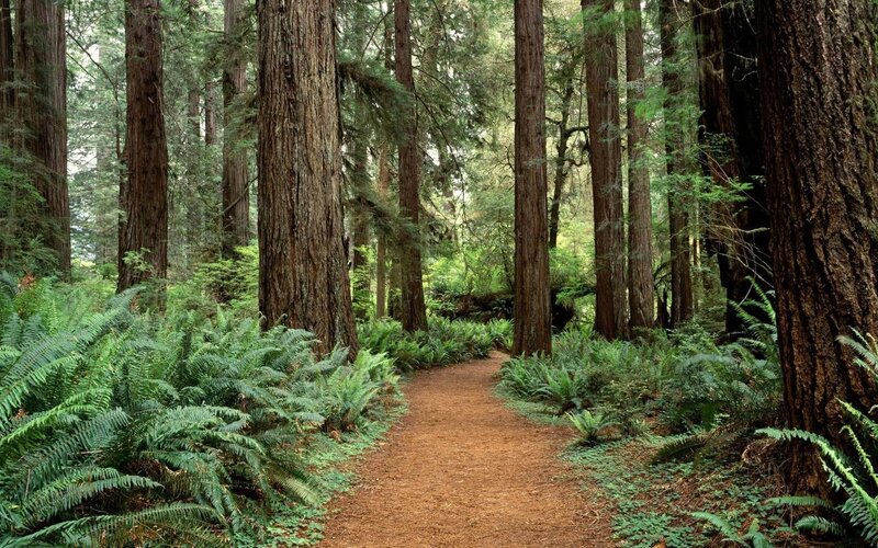 Forest path with redwood trees