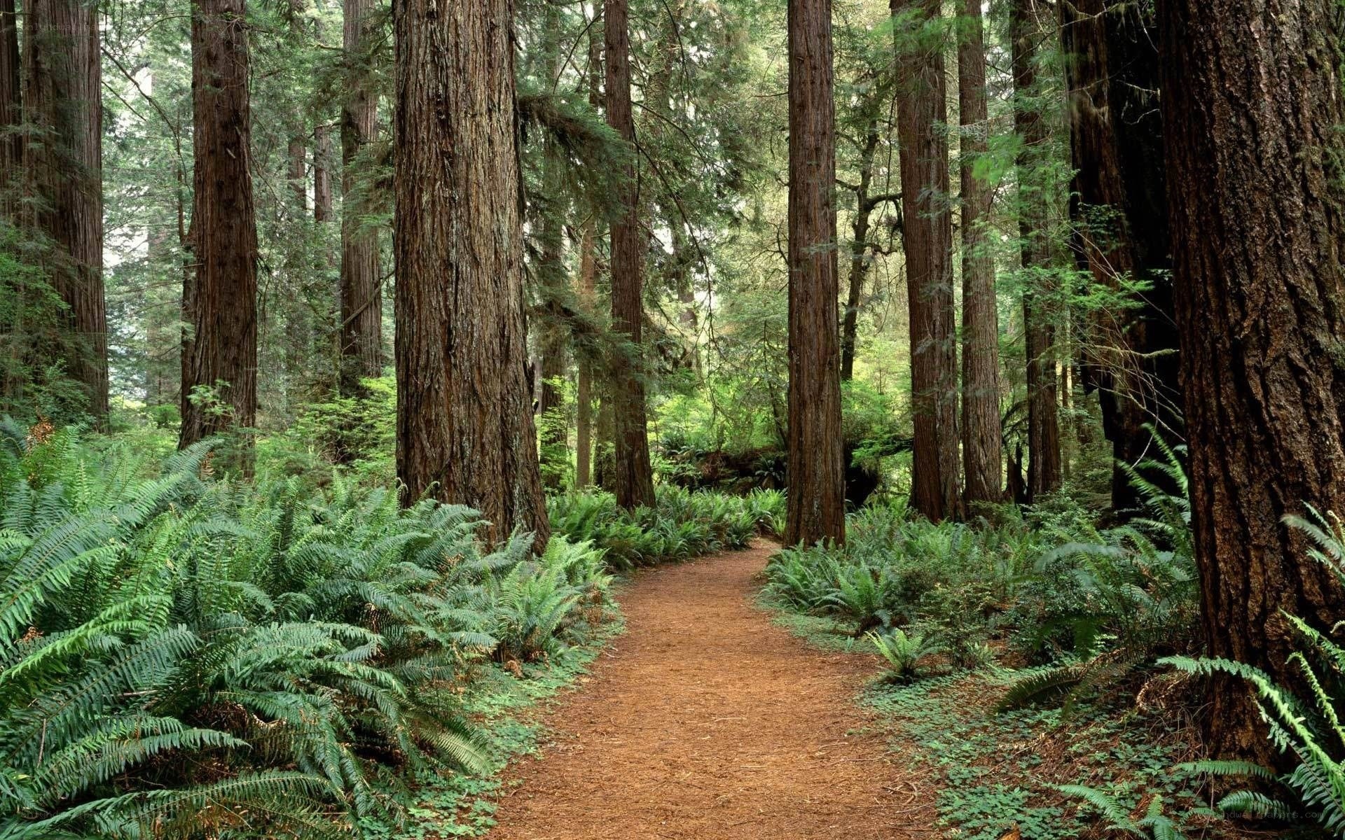 Forest path with redwood trees