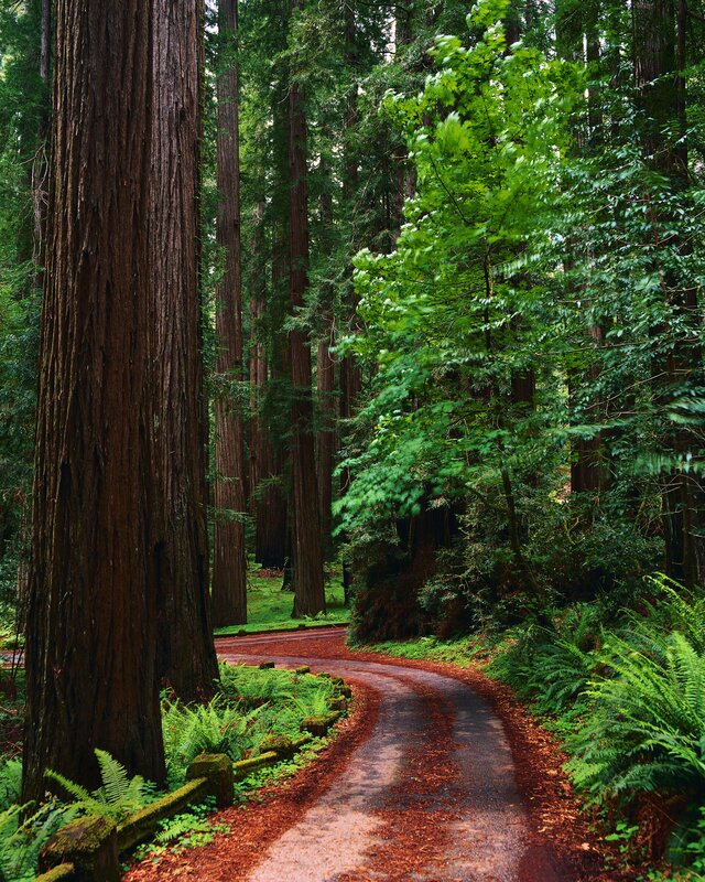 Forest path with redwood trees