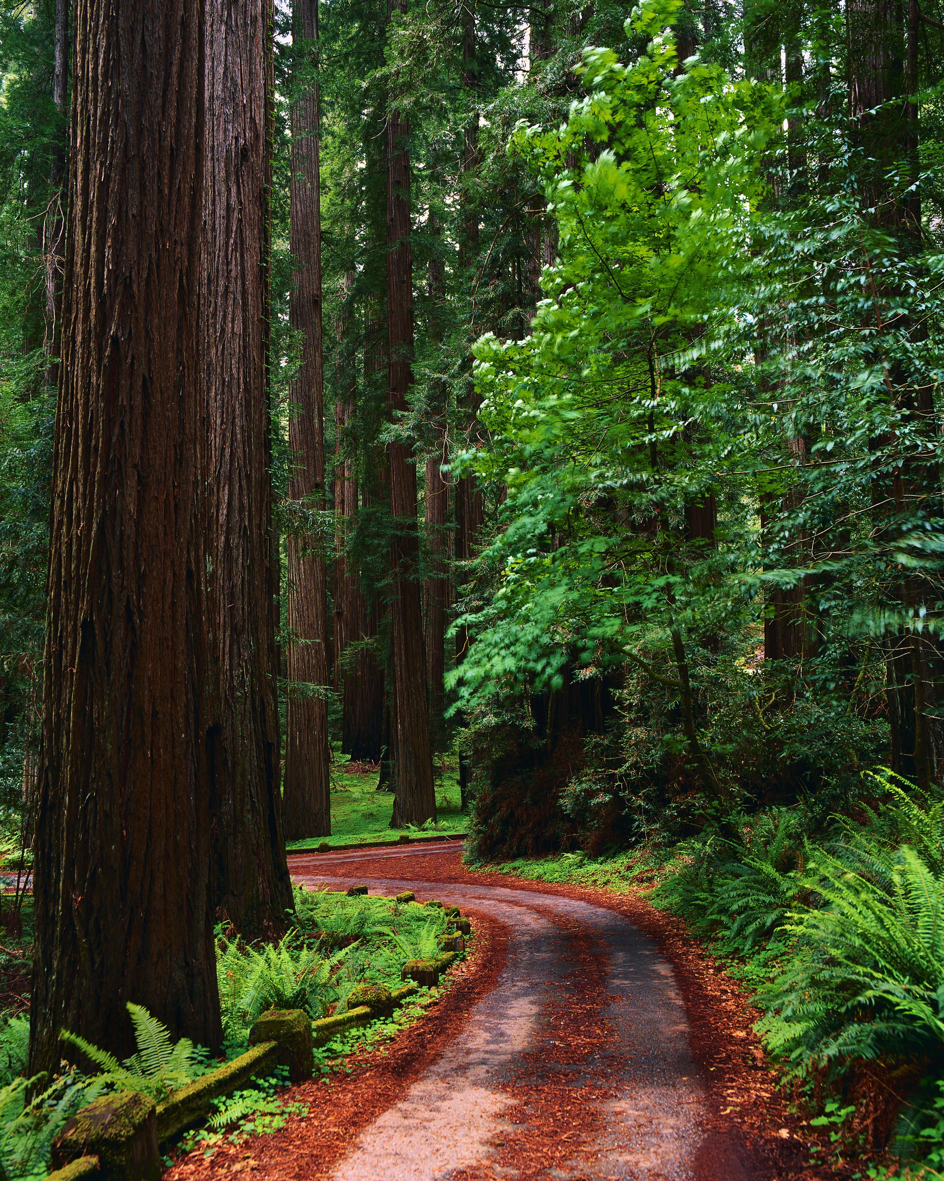 Forest path with redwood trees