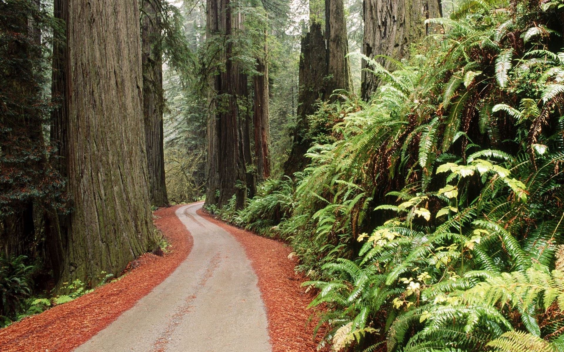 Forest path with redwood trees