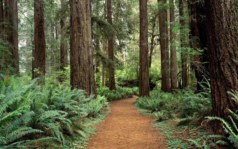 Forest path with redwood trees