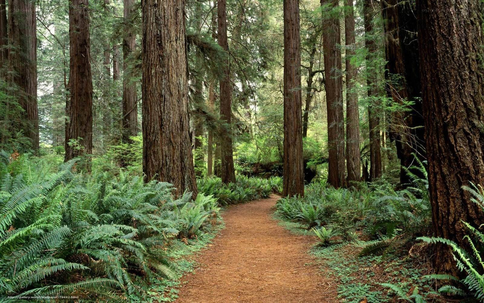 Forest path with redwood trees