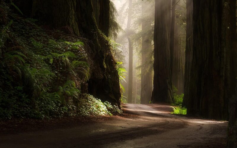 Forest Path with Redwoods — Green