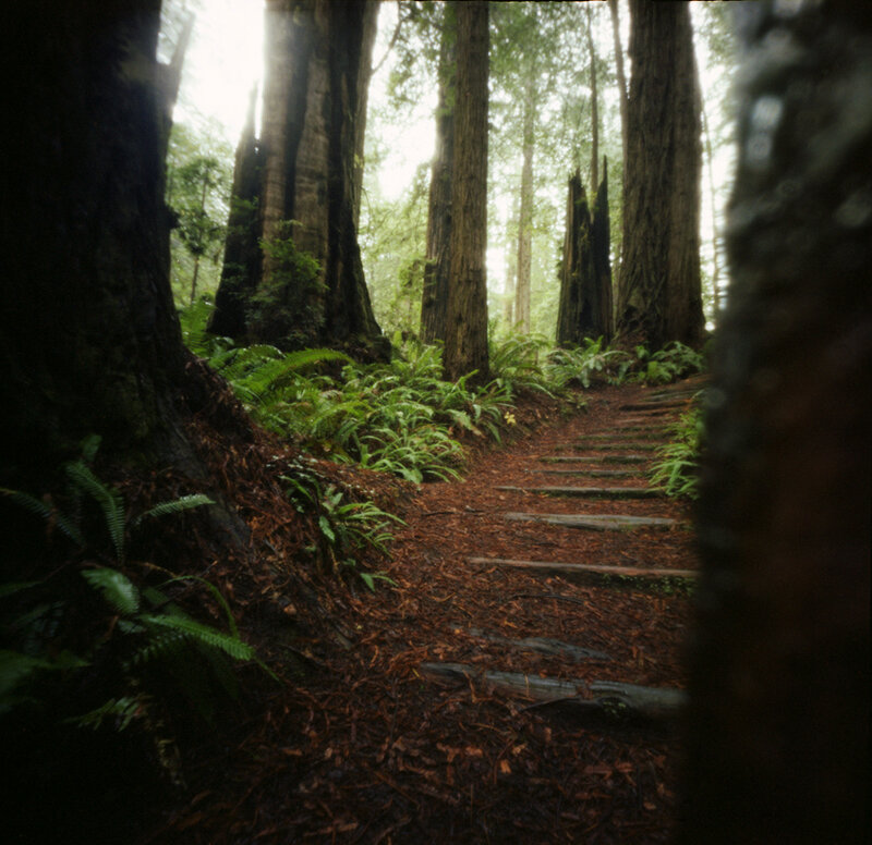 Forest Path with Redwoods