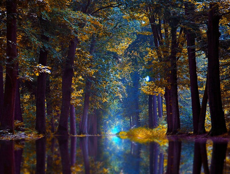 Forest Path with Reflection