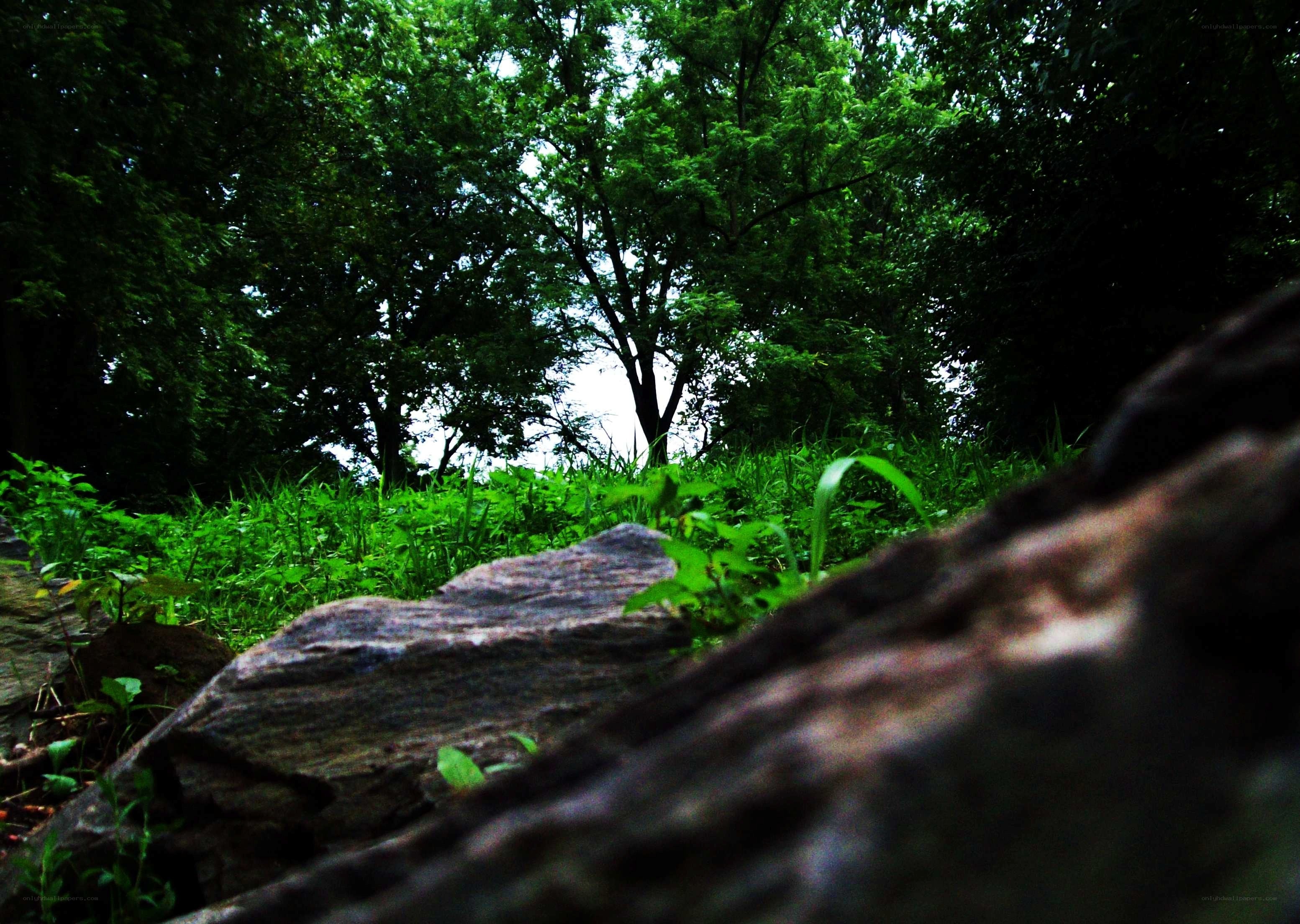 Forest path with rocks