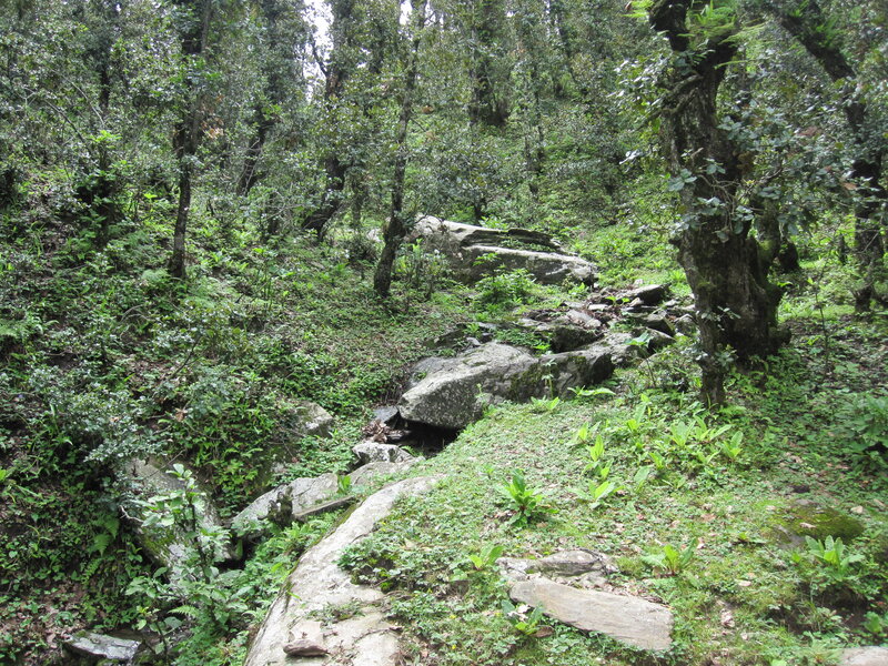 Forest path with rocks and greenery
