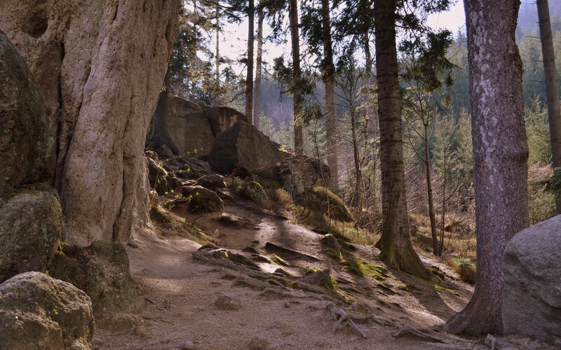 Forest Path with Rocks — Brown