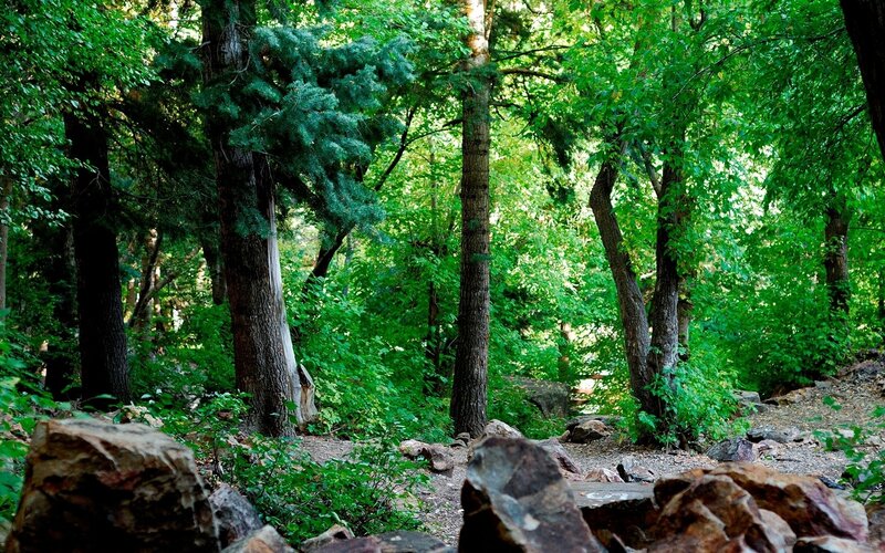 Forest Path with Rocks — Green, Serene, Afternoon, Photograph
