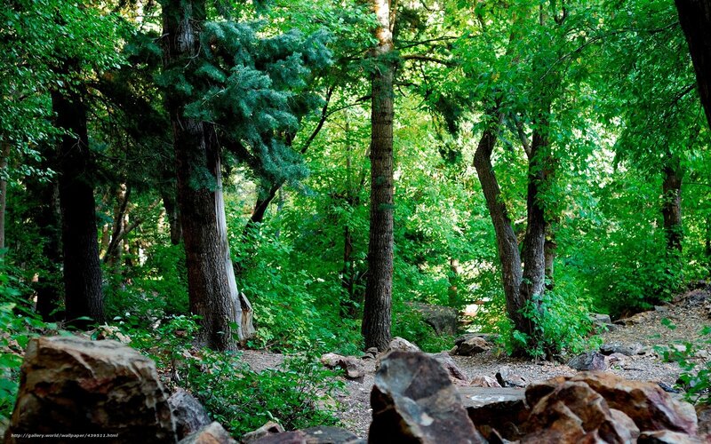Forest Path with Rocks — Green, Serene, Afternoon, Photograph, Trees