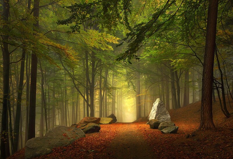 Forest Path with Rocks — Green, Serene, Autumn