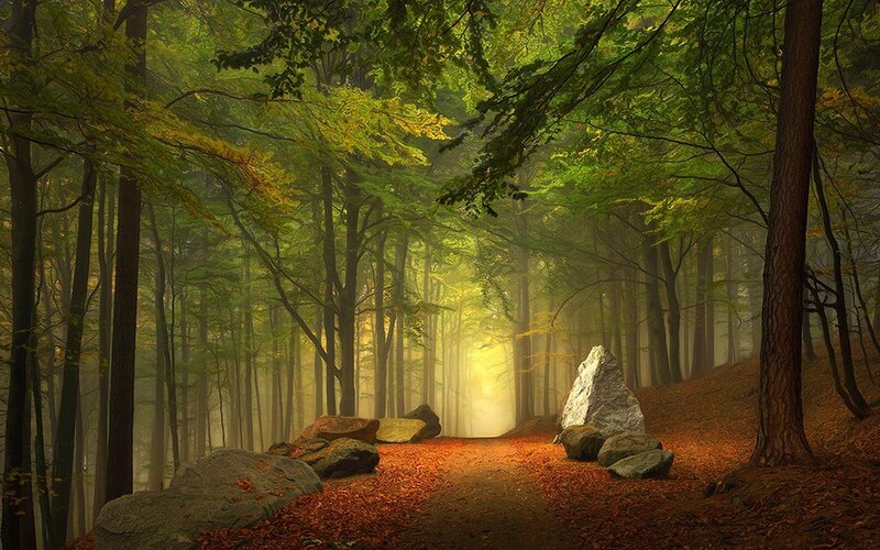 Forest Path with Rocks — Green, Serene, Morning