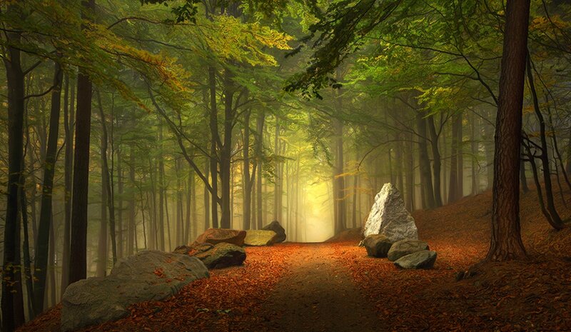 Forest Path with Rocks — Green, Serene