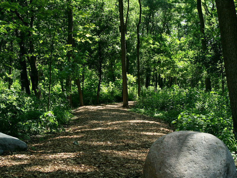Forest Path with Rocks — Green