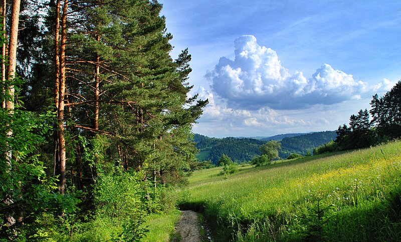 Forest path with rolling hills