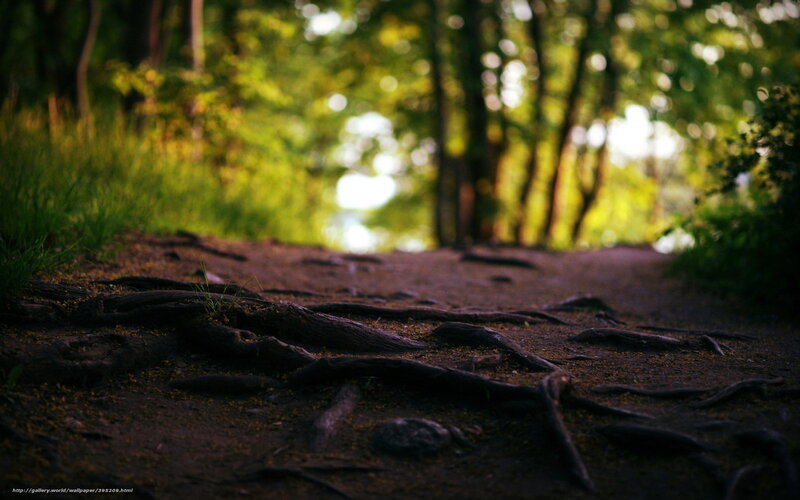 Forest Path with Roots — Green, Serene