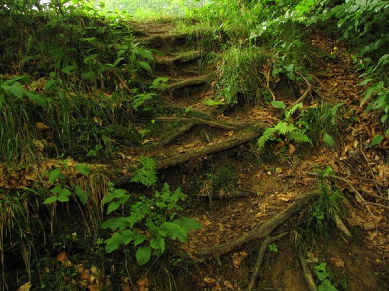 Forest Path with Roots — Green