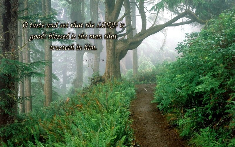 Forest path with scripture