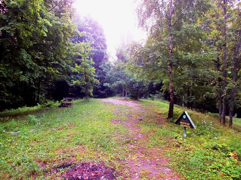 Forest Path with Sign — Green, Serene