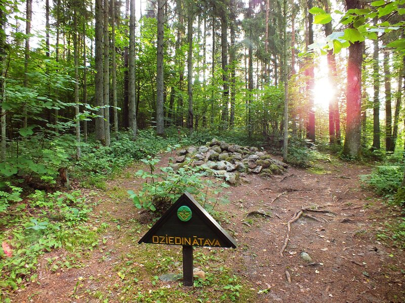 Forest Path with Sign