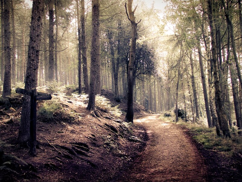 Forest Path with Signpost — Brown, Serene