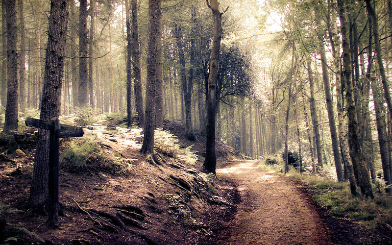 Forest Path with Signpost — Brown