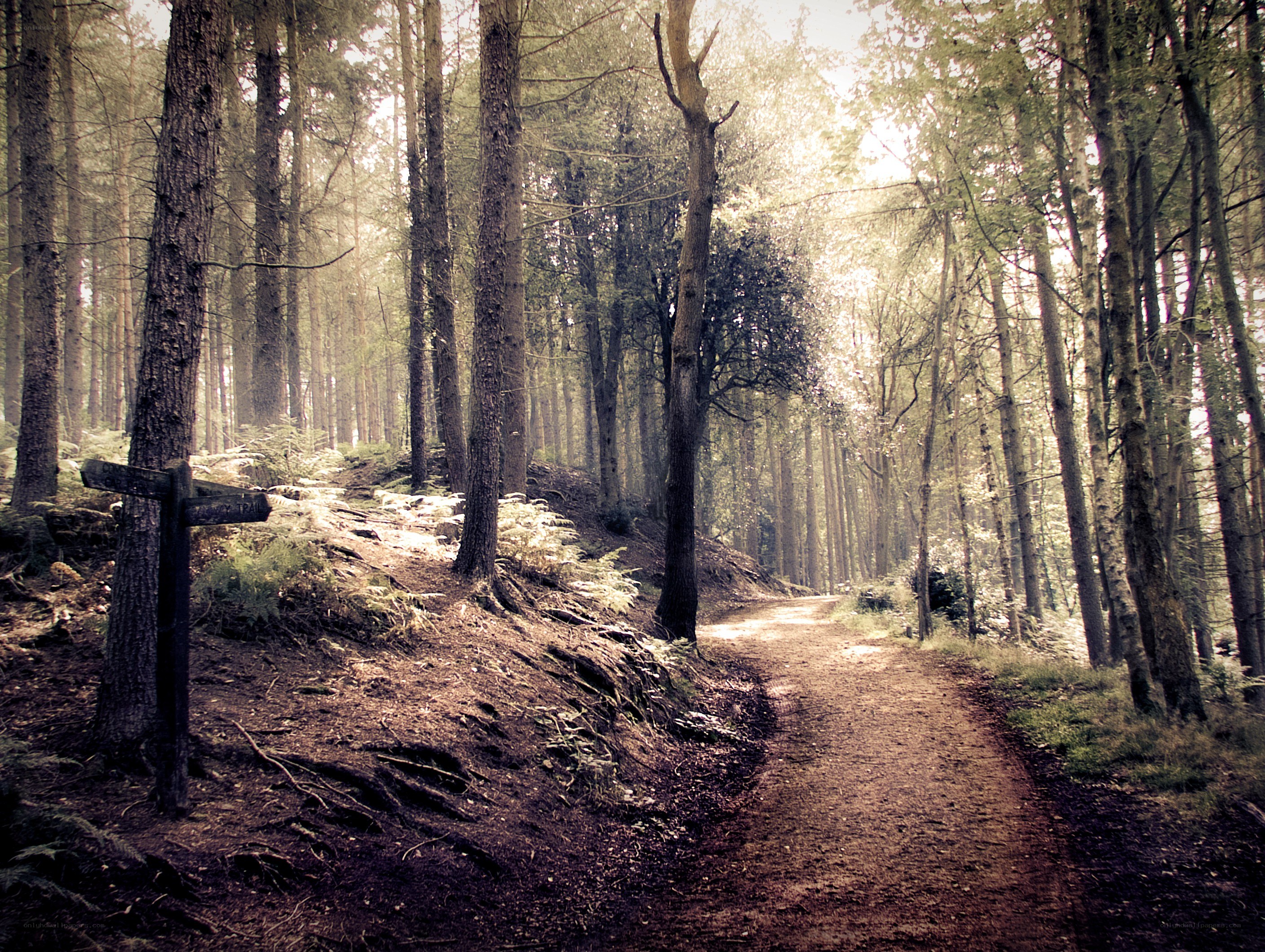 Forest path with signpost