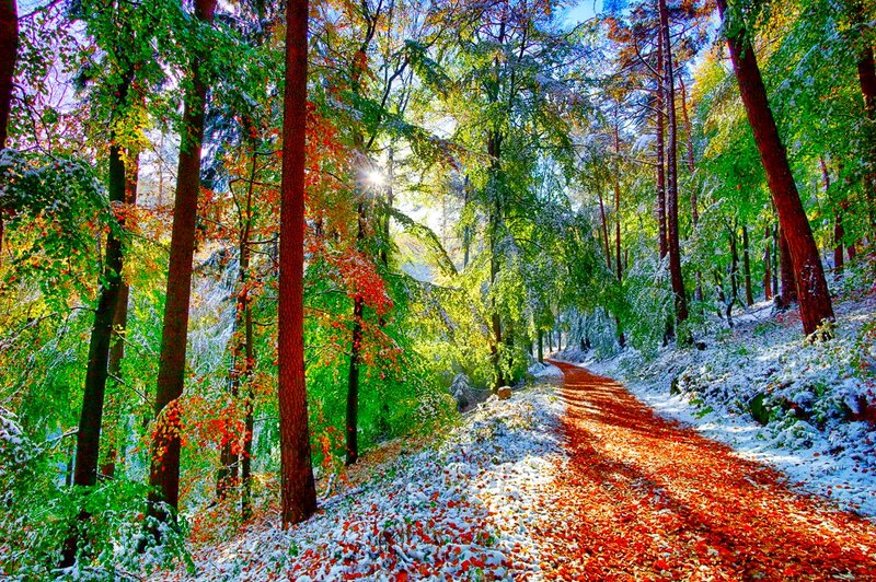 Forest Path with Snow — Green