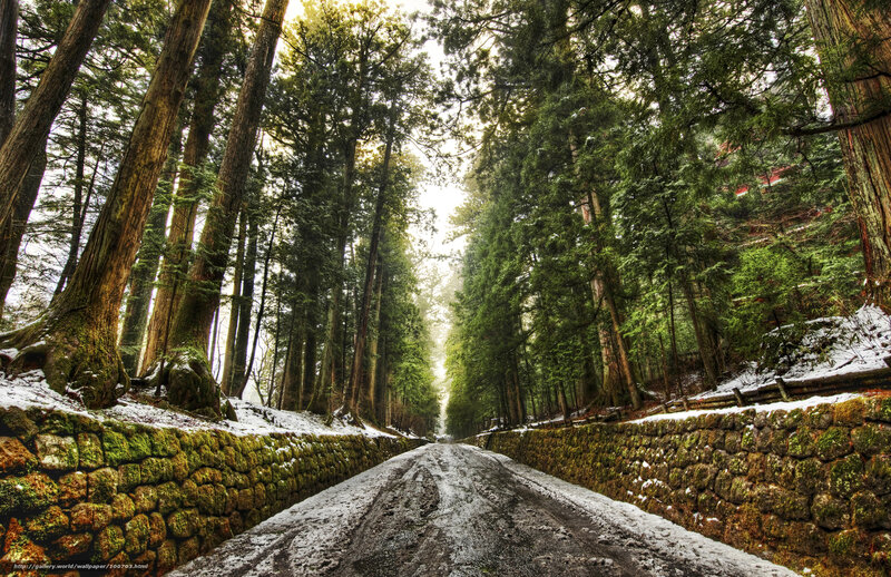 Forest path with snow