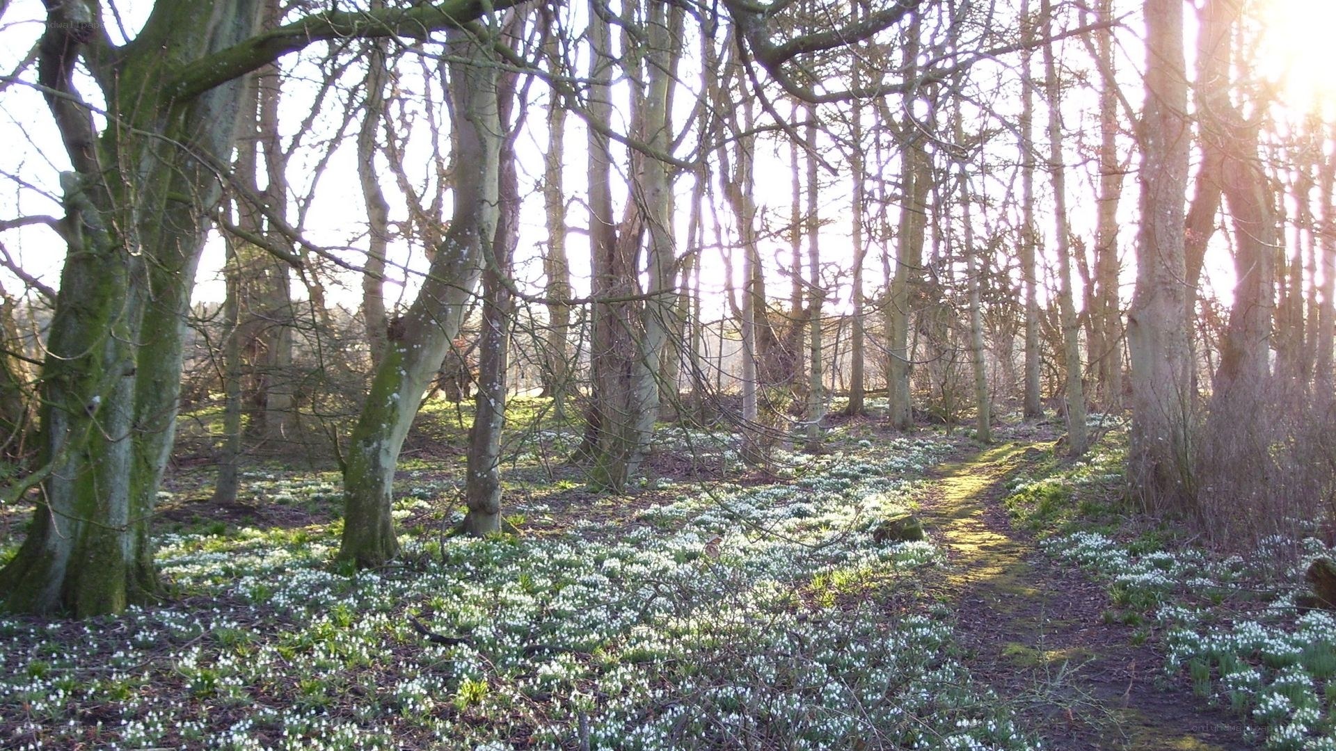 Forest path with snowdrops