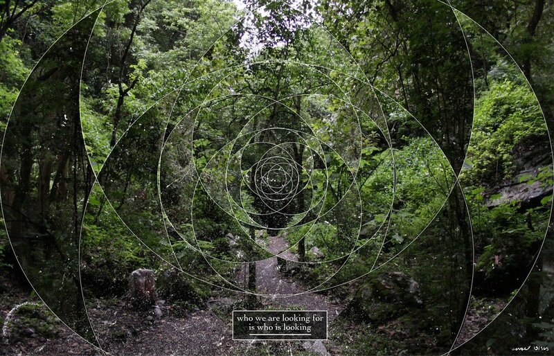 forest path with spiral overlay