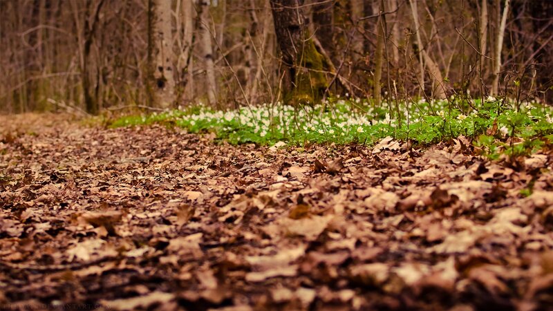 Forest path with spring flowers