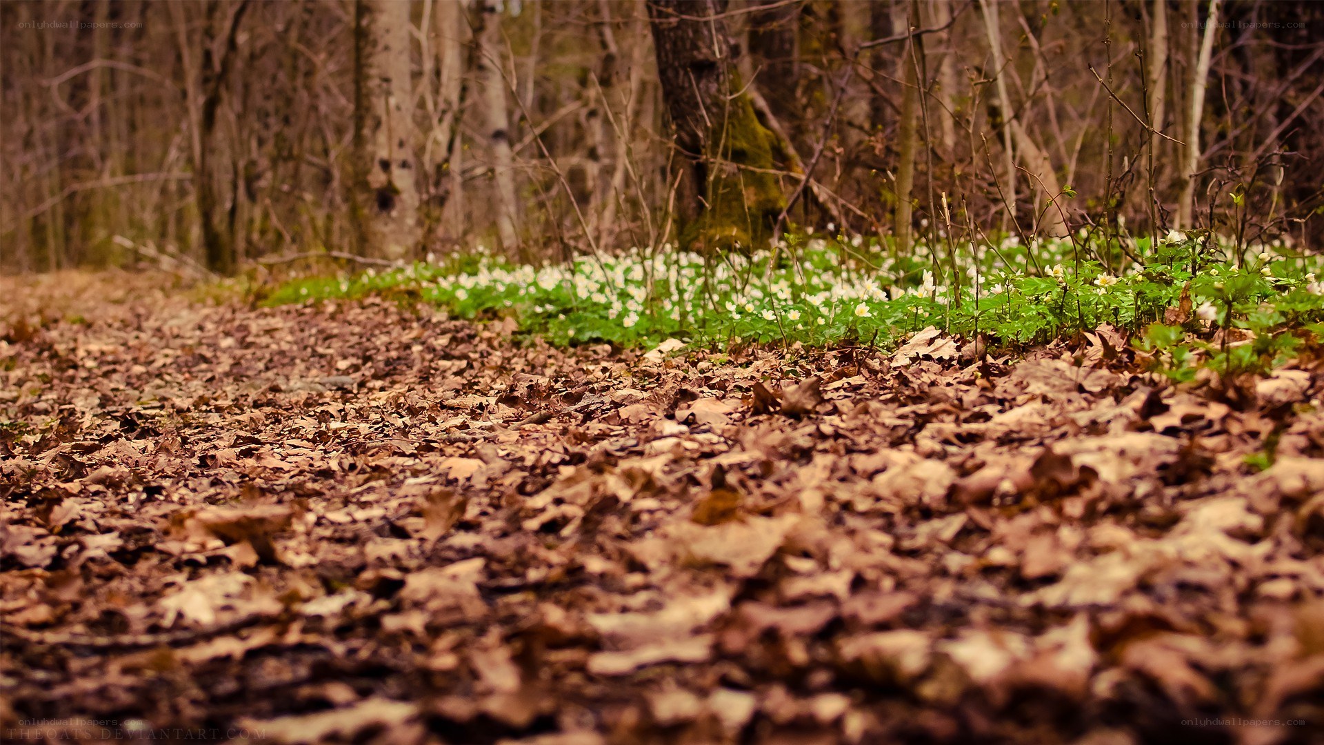 Forest path with spring flowers