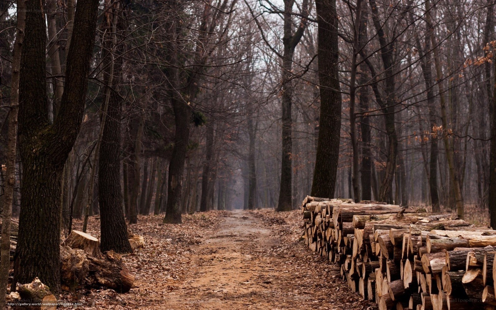 Forest path with stacked logs