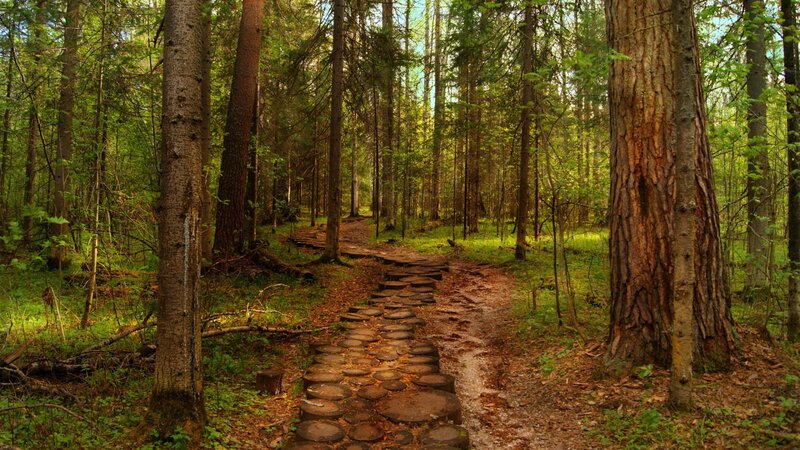 Forest Path with Stepping Stones