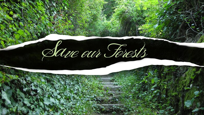 Forest Path with Steps