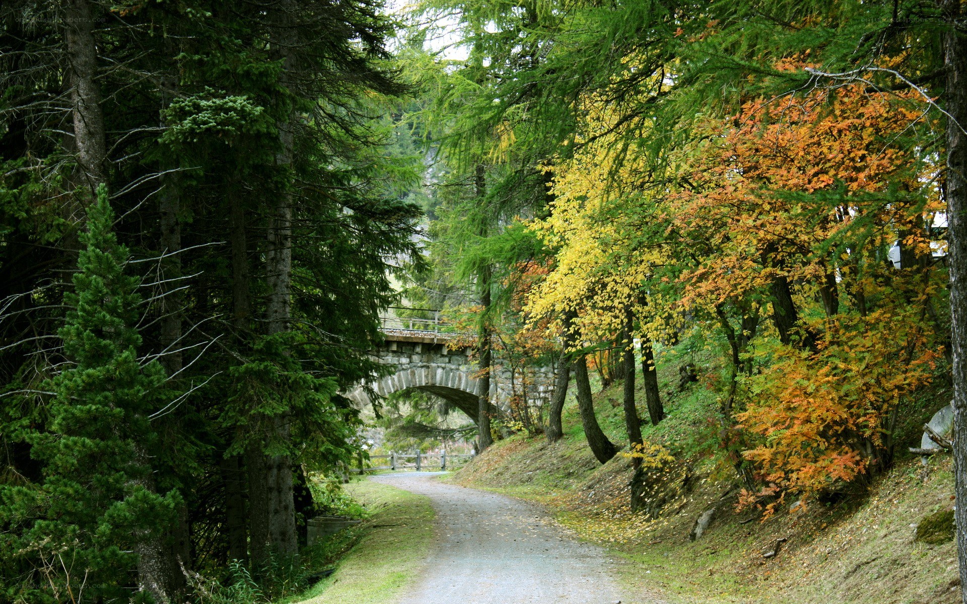 Forest path with stone bridge