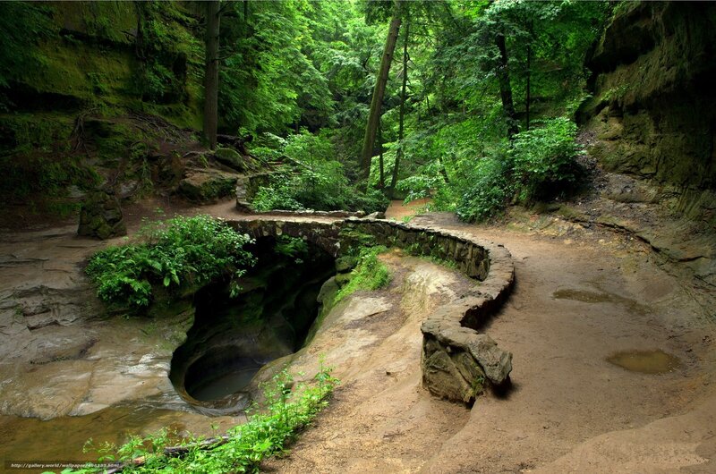 Forest path with stone bridge