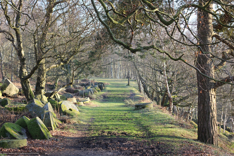 Forest path with stone markers