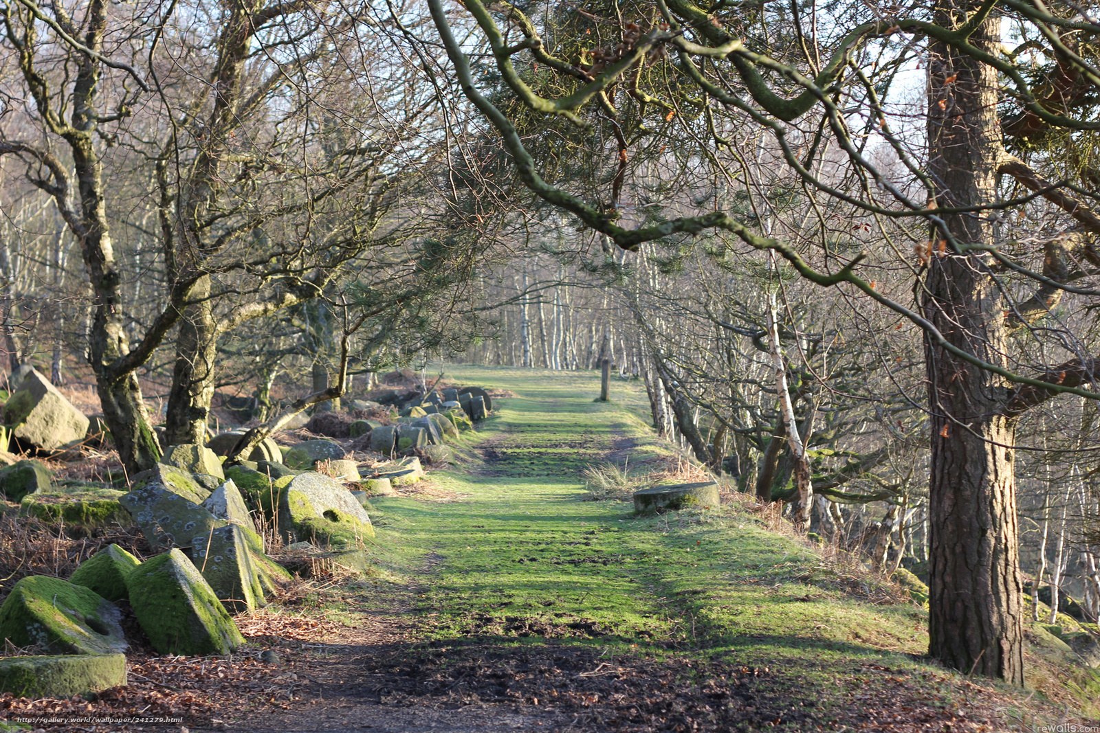 Forest path with stone markers