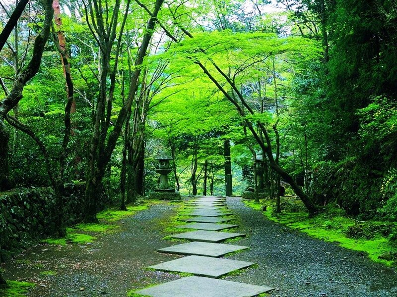 Forest path with stone steps