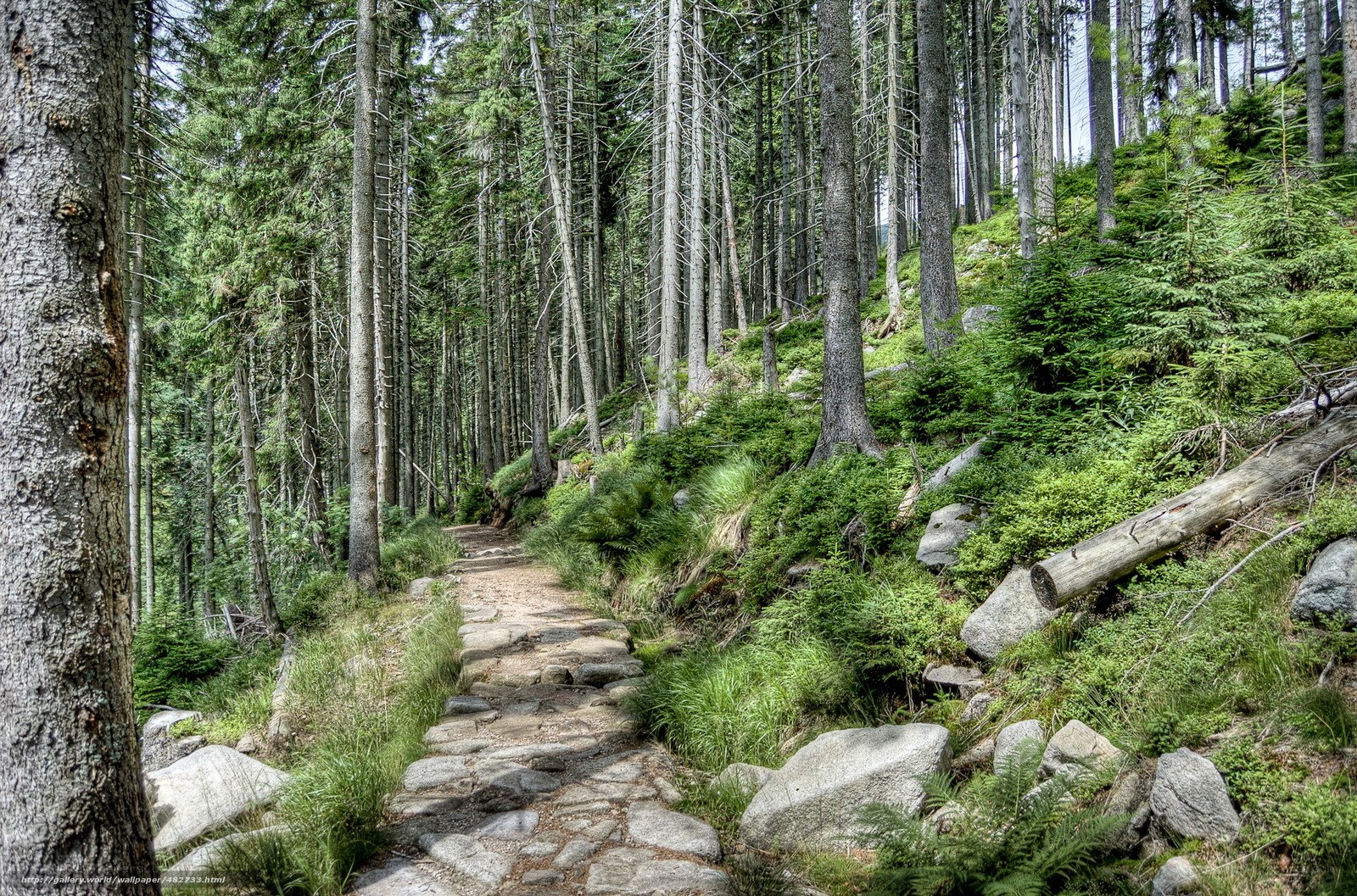 Forest path with stone steps