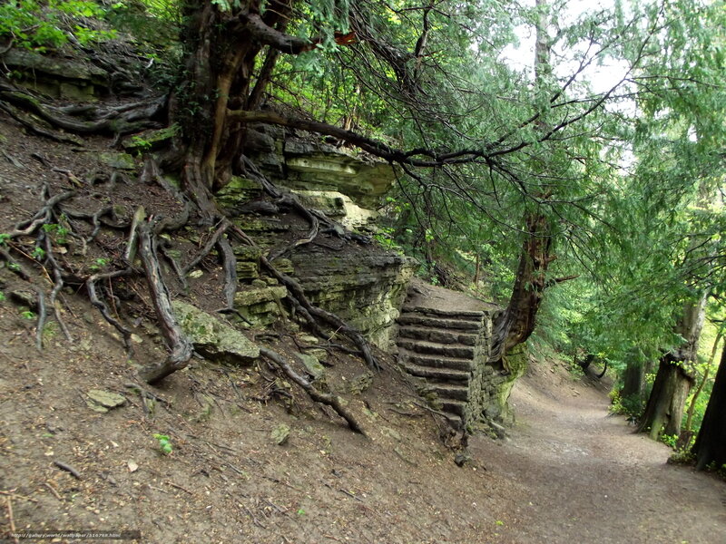 Forest path with stone steps
