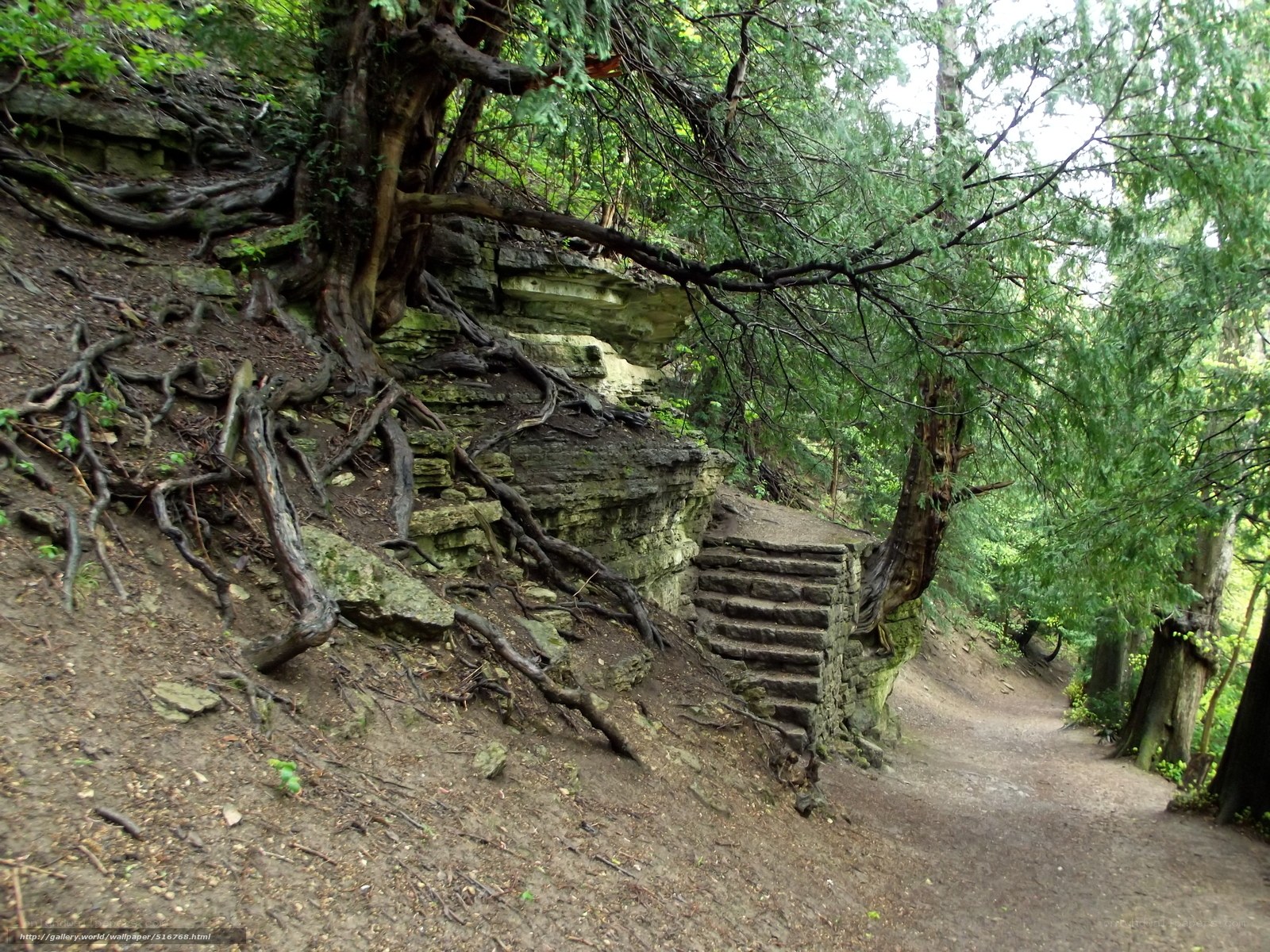 Forest path with stone steps