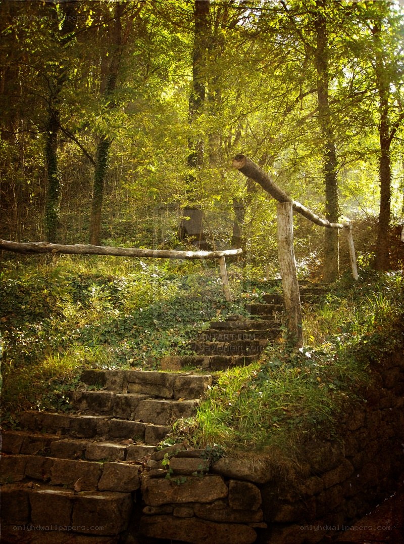 forest path with stone steps