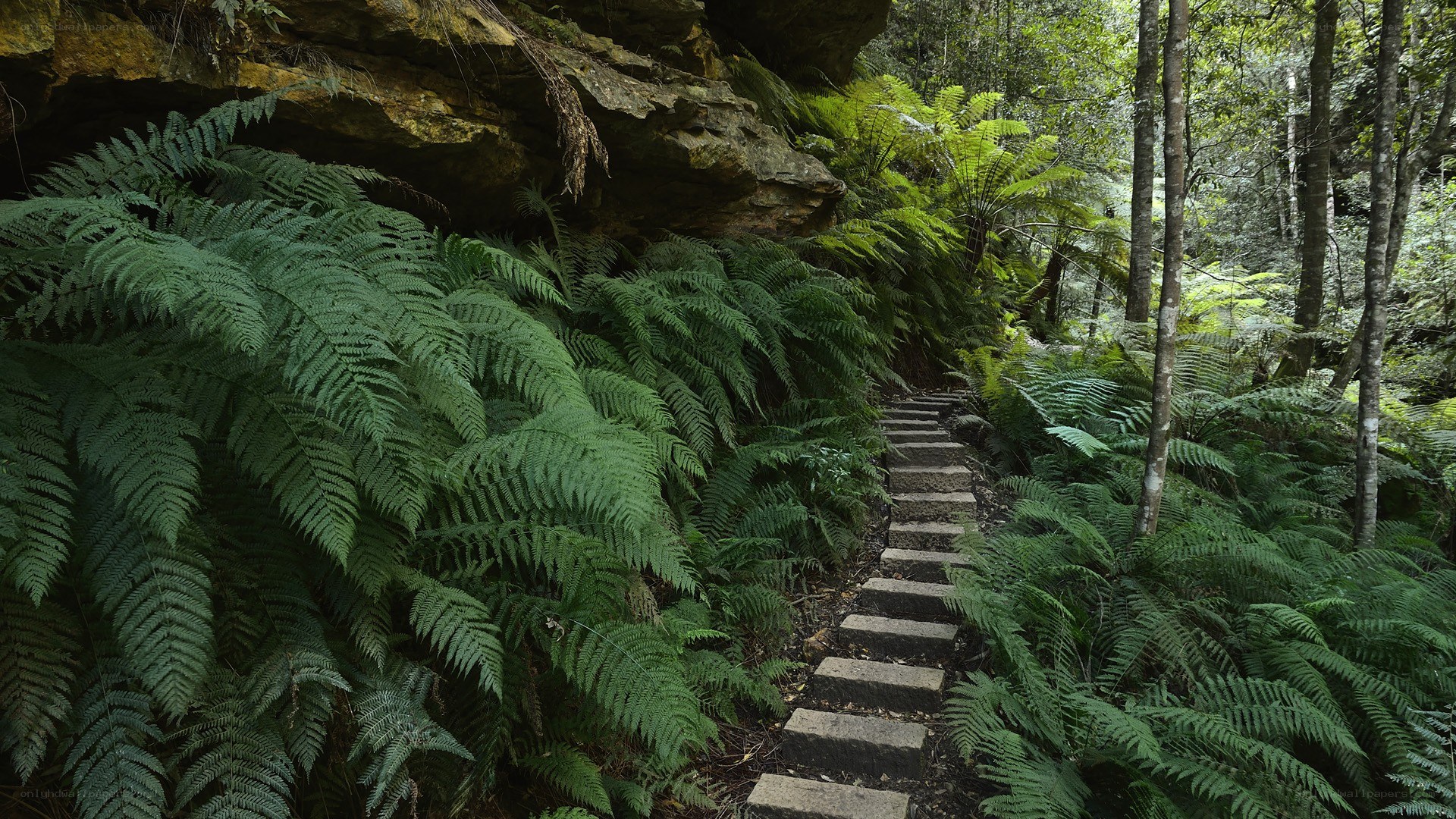 Forest path with stone steps