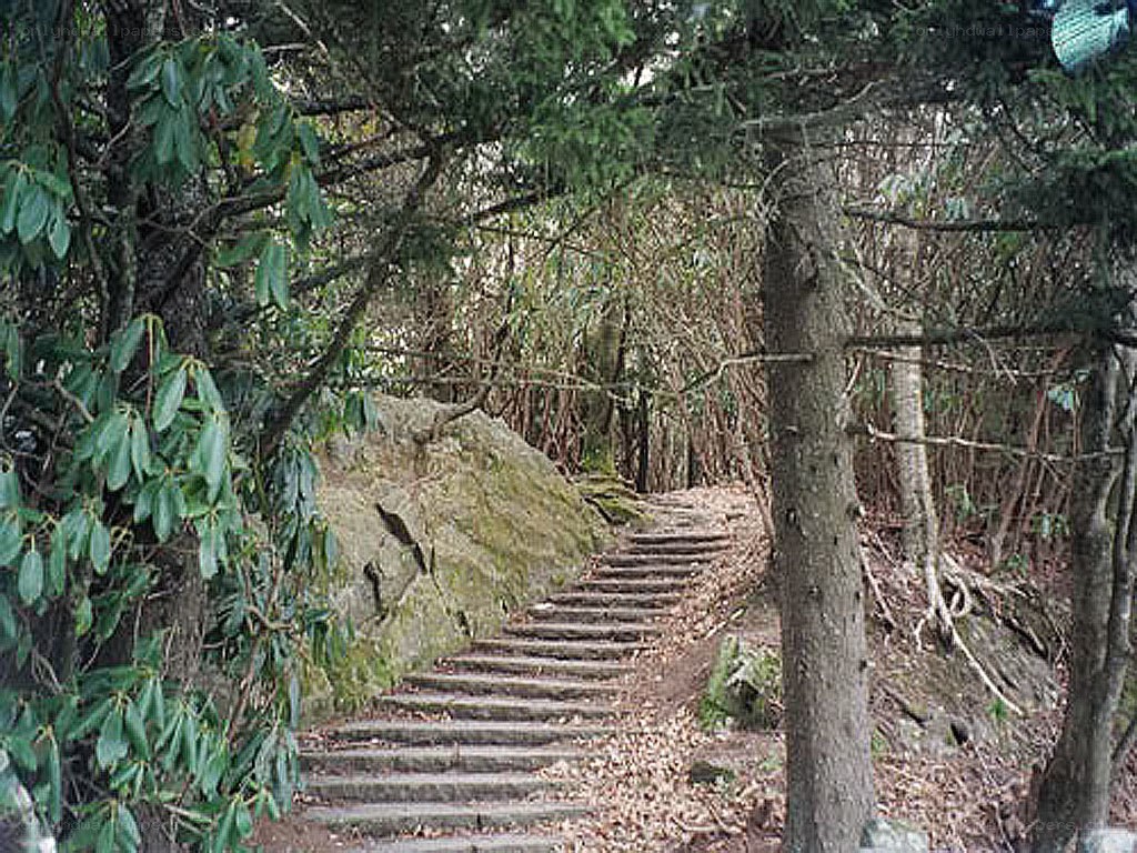 Forest path with stone steps