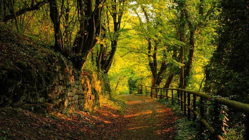 Forest Path with Stone Wall — Green, Serene, Afternoon, Photograph, Stone Wall
