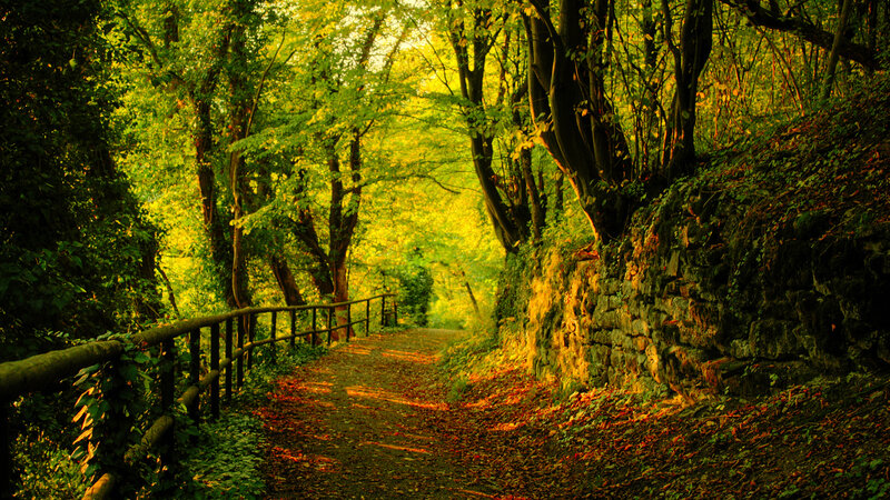 Forest Path with Stone Wall — Green, Serene, Afternoon, Photograph